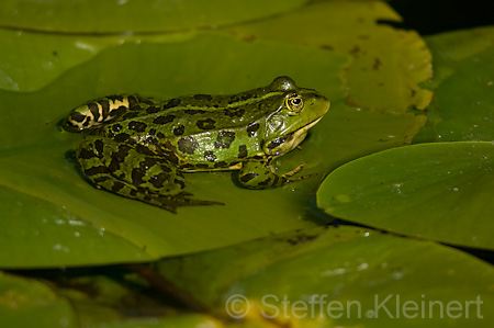 Teichfrosch (Rana kl. esculenta)  - 20